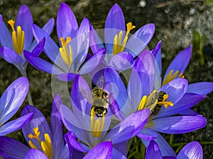 Crocuses blooming in early spring and bees waking up on a warm day collecting raw materials for honey production