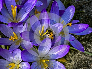 Crocuses blooming in early spring and bees waking up on a warm day collecting raw materials for honey production