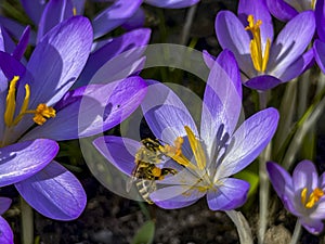 Crocuses blooming in early spring and bees waking up on a warm day collecting raw materials for honey production