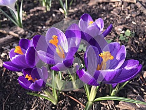 Crocuses blooming in early spring, Kew Gardens