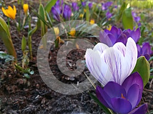 Crocuses are blooming in the garden. banner with white with violet stripes and purple spring flowers. place for text. Template for