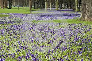 Crocuses blooming in park. Dark purple crocuses bloom in spring in the park Hofgarten, Dusseldorf, Germany