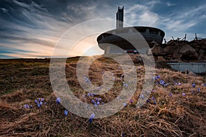 Crocuses on Buzludzha, near Shipka town, Bulgaria