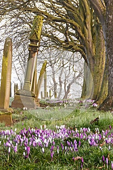 Crocuses in a Cemetery