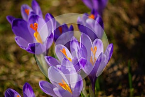 Crocuses in Chocholowska valley, Tatra Mountain, Poland