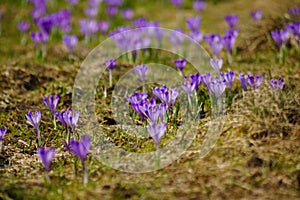 Crocuses in Chocholowska valley, Tatra Mountain, Poland