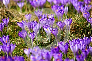 Crocuses in Chocholowska valley, Tatra Mountains, Poland