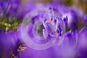 Crocuses in Chocholowska valley, Tatra Mountains, Poland