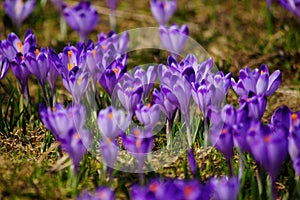 Crocuses in Chocholowska valley, Tatra Mountains, Poland