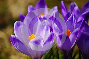 Crocuses in Chocholowska valley, Tatra Mountains, Poland