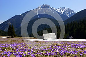 Crocuses in Chocholowska valley, Tatra Mountains, Poland