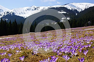 Crocuses in Chocholowska valley, Tatra Mountains, Poland