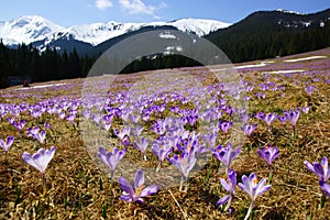 Crocuses in Chocholowska valley, Tatra Mountains, Poland