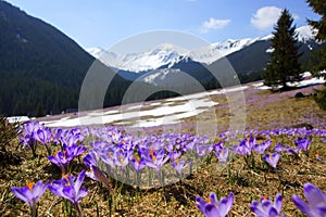 Crocuses in Chocholowska valley, Tatra Mountains, Poland