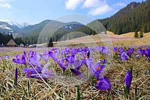 Crocuses in Chocholowska valley, Tatra Mountains, Poland