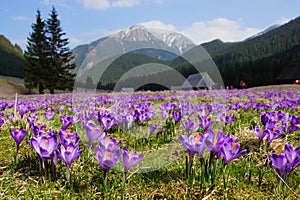 Crocuses in Chocholowska valley, Tatra Mountains, Poland