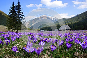 Crocuses in Chocholowska valley, Tatra Mountains, Poland