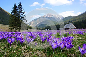 Crocuses in Chocholowska valley, Tatra Mountains, Poland