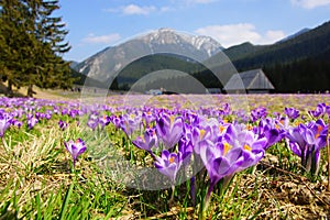 Crocuses in Chocholowska valley, Tatra Mountains, Poland