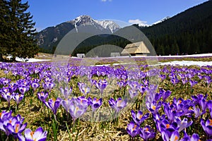 Crocuses in Chocholowska valley, Tatras Mountain, Poland photo