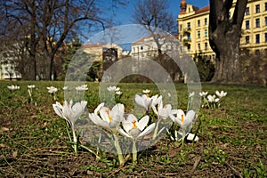 Crocuses in city park in Brno