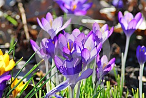 Crocuses (Crocus) in spring