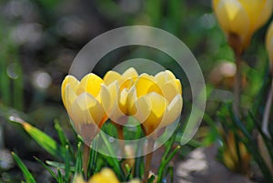 Crocuses (Crocus) in spring