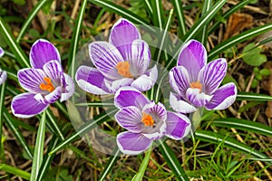 Crocuses - an early spring flowers