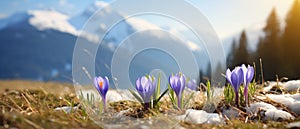 Crocuses Emerging from Melting Snow in Sunny Mountain Meadow