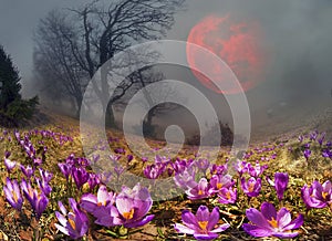 Crocuses are the first flowers in the mountains