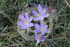 Crocuses are the first plants after winter.