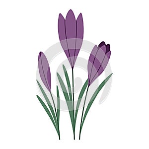 Crocuses, first spring flowers, cartoon style. Trendy modern vector illustration isolated on white background, hand