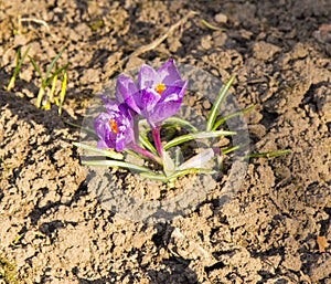 Crocuses are the first spring flowers. Tenderness, fragility