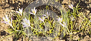 Crocuses are the first spring flowers. Tenderness, fragility