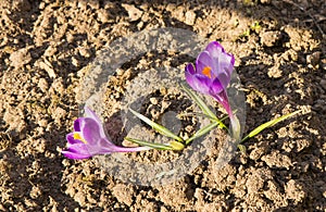 Crocuses are the first spring flowers. Tenderness, fragility and joy