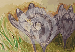 Crocuses flower in grass watercolor.