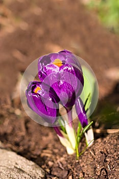 Crocuses flowers