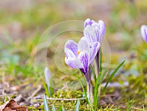 Crocuses flowers