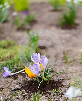 Crocuses flowers