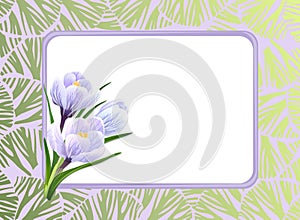 Crocuses and frame photo