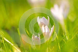 Crocuses in the grass