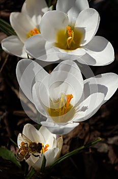 Crocuses growing in mulch