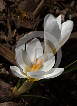 Crocuses growing in mulch
