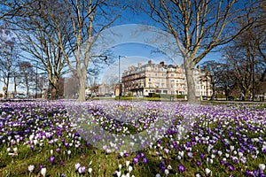 Crocuses on Harrogate stray photo