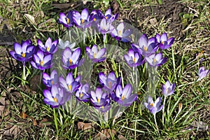 Crocuses, herald of spring, purple crocuses just opend in park