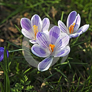 The Crocuses in late afternoon sunlight. Spring, Royal Botanic Gardens Kew London Striped croci probably Crocus