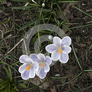 The Crocuses in late afternoon sunlight. Spring, Royal Botanic Gardens Kew London Striped croci probably Crocus