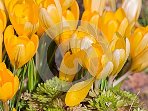 Crocuses light yellow Mammut