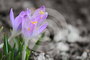 Crocuses lilac spring