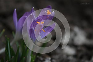 Crocuses lilac spring